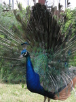 SX27023 Peacock display fanning feathers [Pavo cristatus] in garden.jpg
